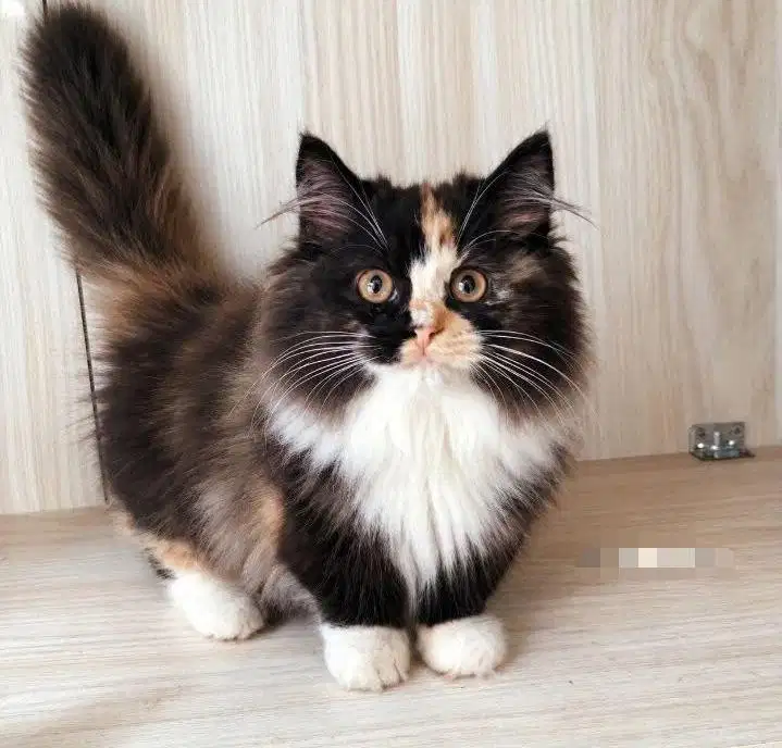 Kitten munchkin