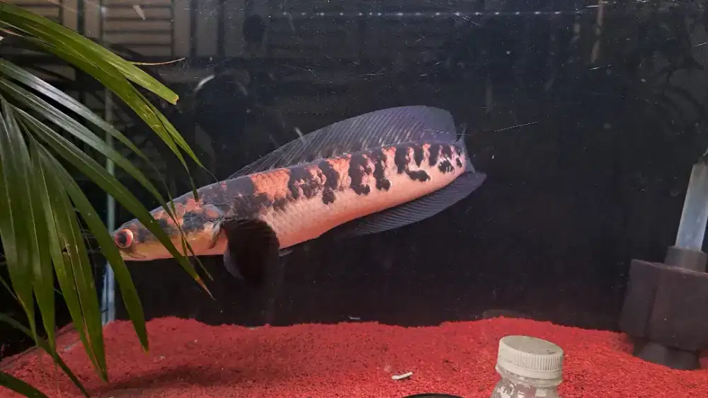 IKAN CHANA YELLOW SENTARUM 40-50 CM GRADE A+