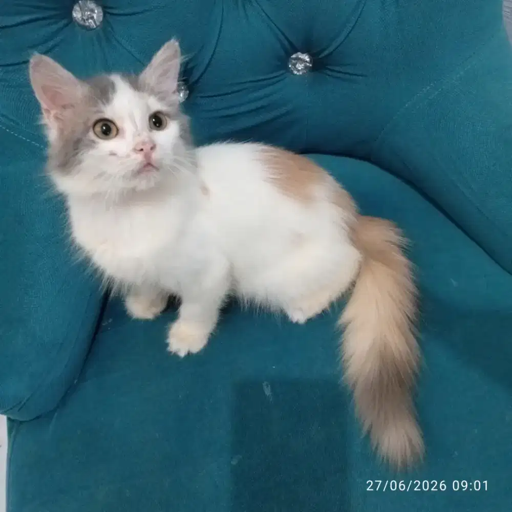 Kucing persia lucu
