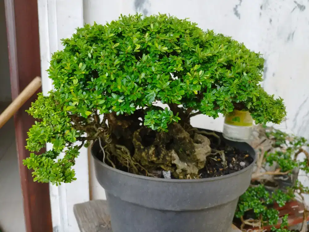 Bonsai Saengsimbur Super Mikro Thailand OTR