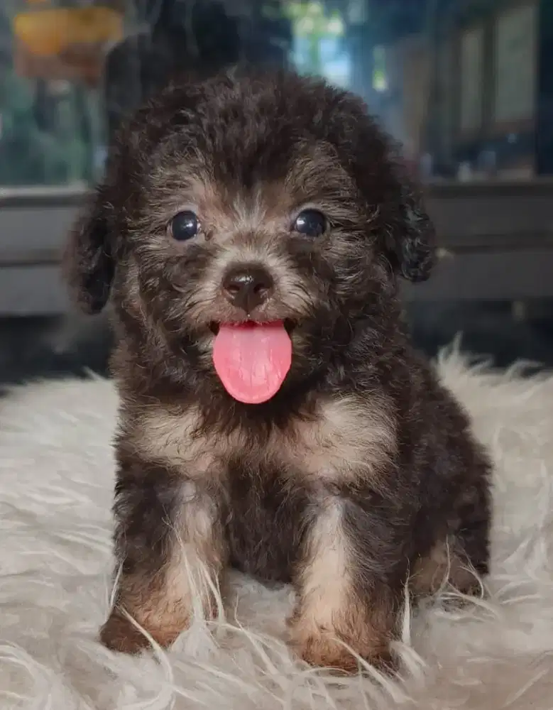 Anakan Toy Poodle Silver Jantan