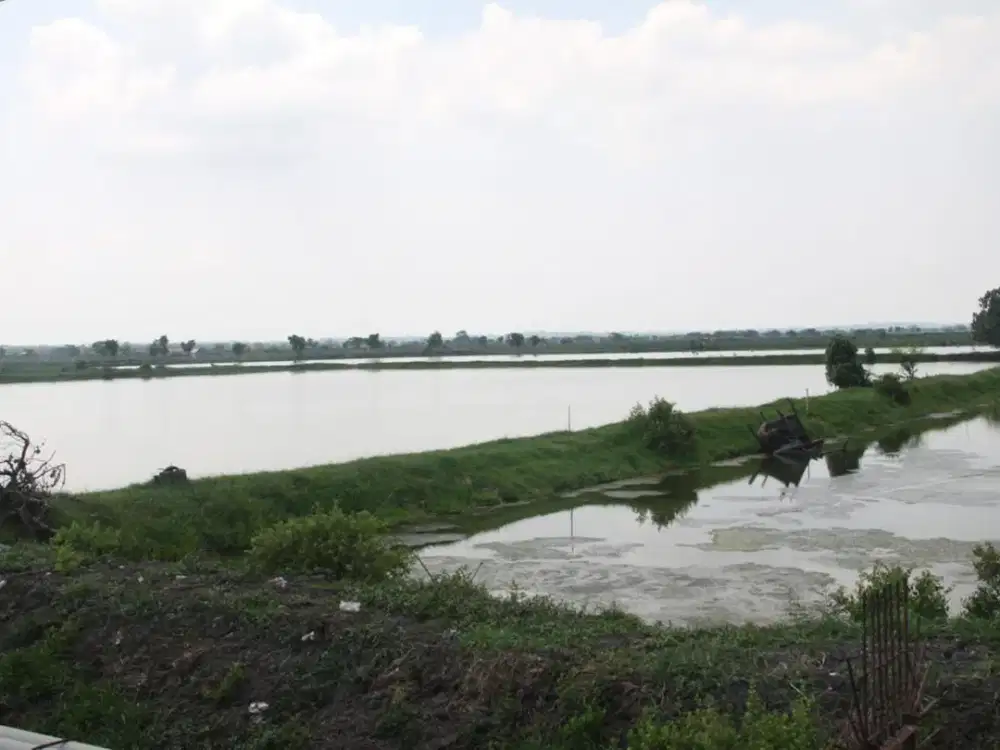 DIJUAL CEPAT LAHAN TAMBAK – NOL JALAN RAYA DAENDELS, SIDAYU, GRESIK