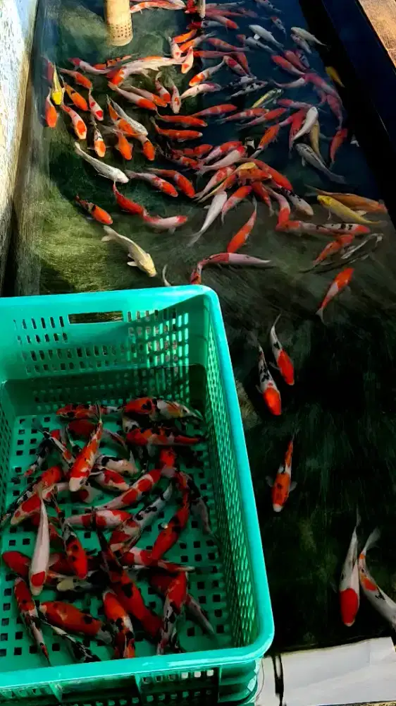 Koi. ukuran 20 cm. ( stok banyak ).