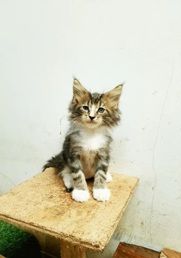 Kucing MaineCoon Kitten Pure No mix. Induk Ped CFA Maine Coon