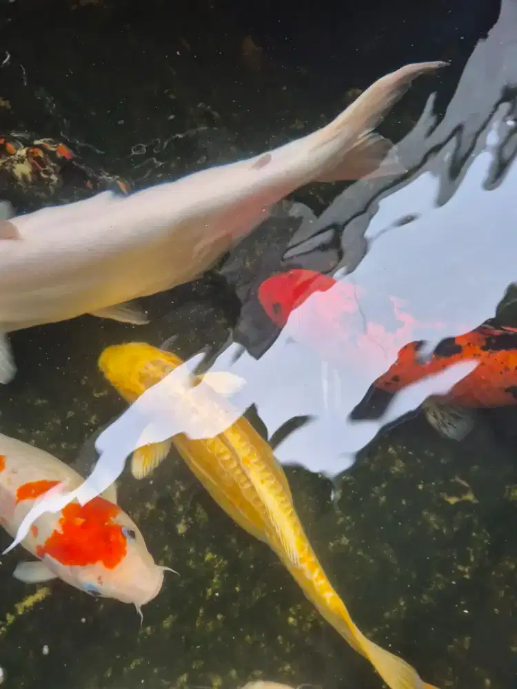Jual Ikan Koi, ikan Patin Albino, filter air, gelembung air, sir air