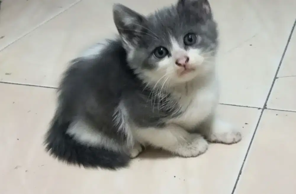 Kucing persia mix jantan