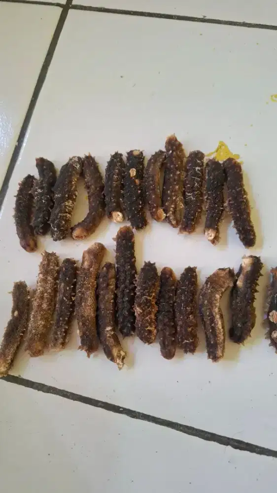 Teripang duri / gammat duri 1kg
