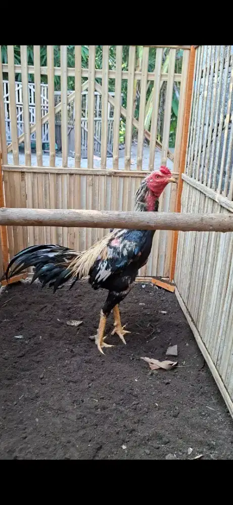 Ayam mangon muda umur 10 bulan