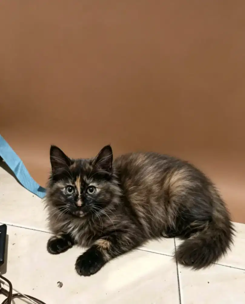 Kucing persia kiiten