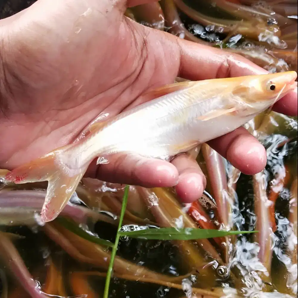 Bibit patin albino. ukuran 10-12 cm. ( stok banyak ).