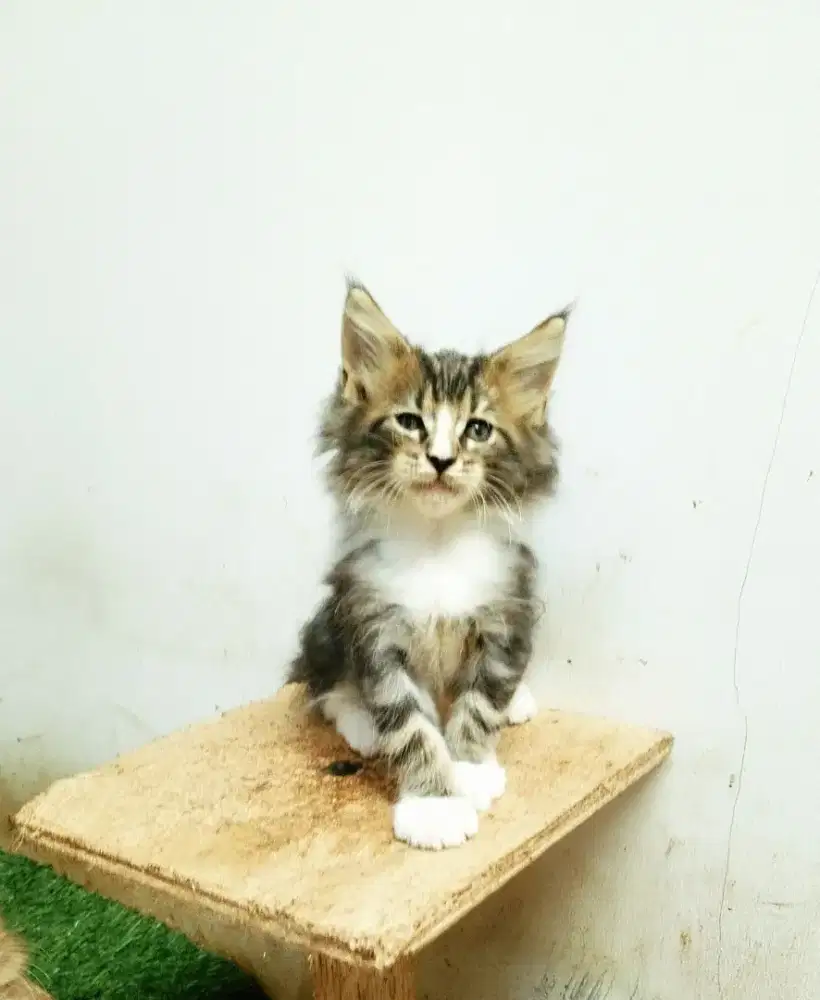 Kitten maineCoon Jantan Pure No mix. Induk ped CFA Maine Coon