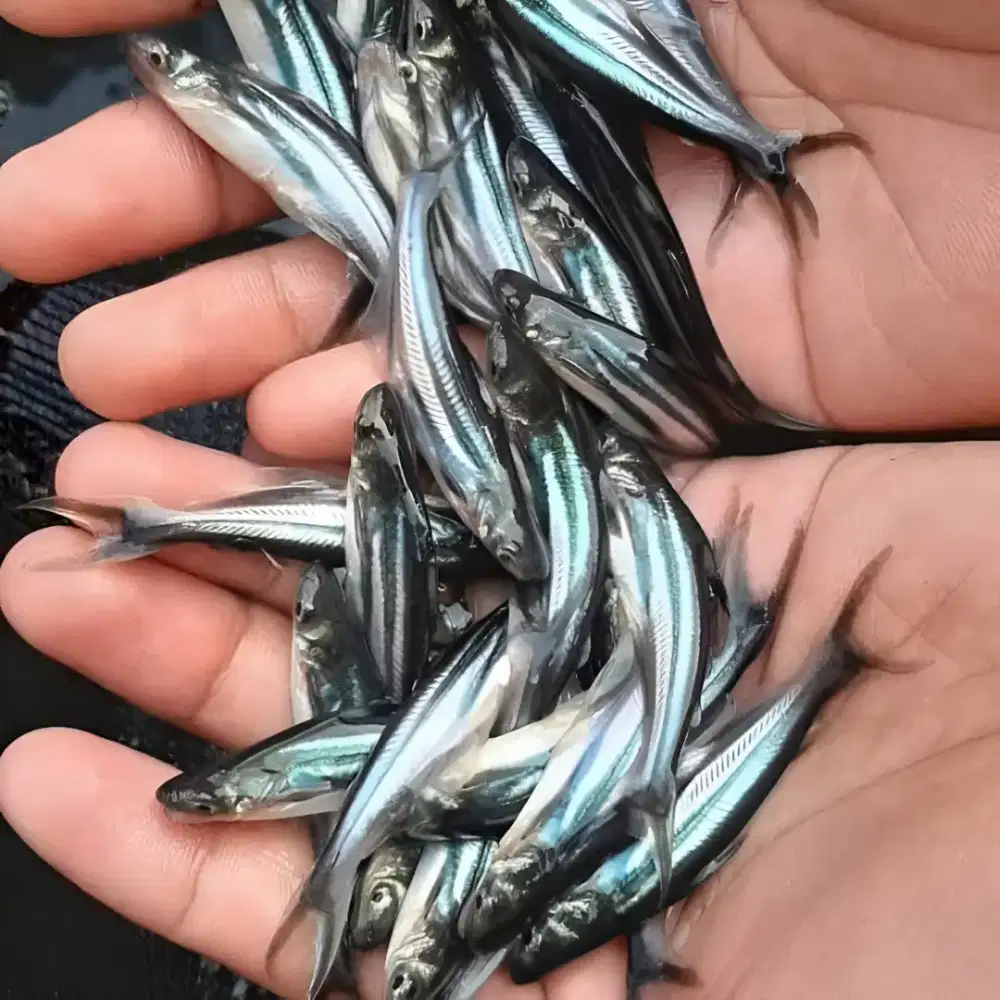 Bibit Patin ( stok banyak ).