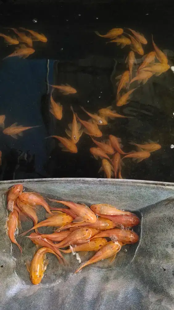 Sapu2 albino. ukuran 10-15 cm. ( stok banyak ).