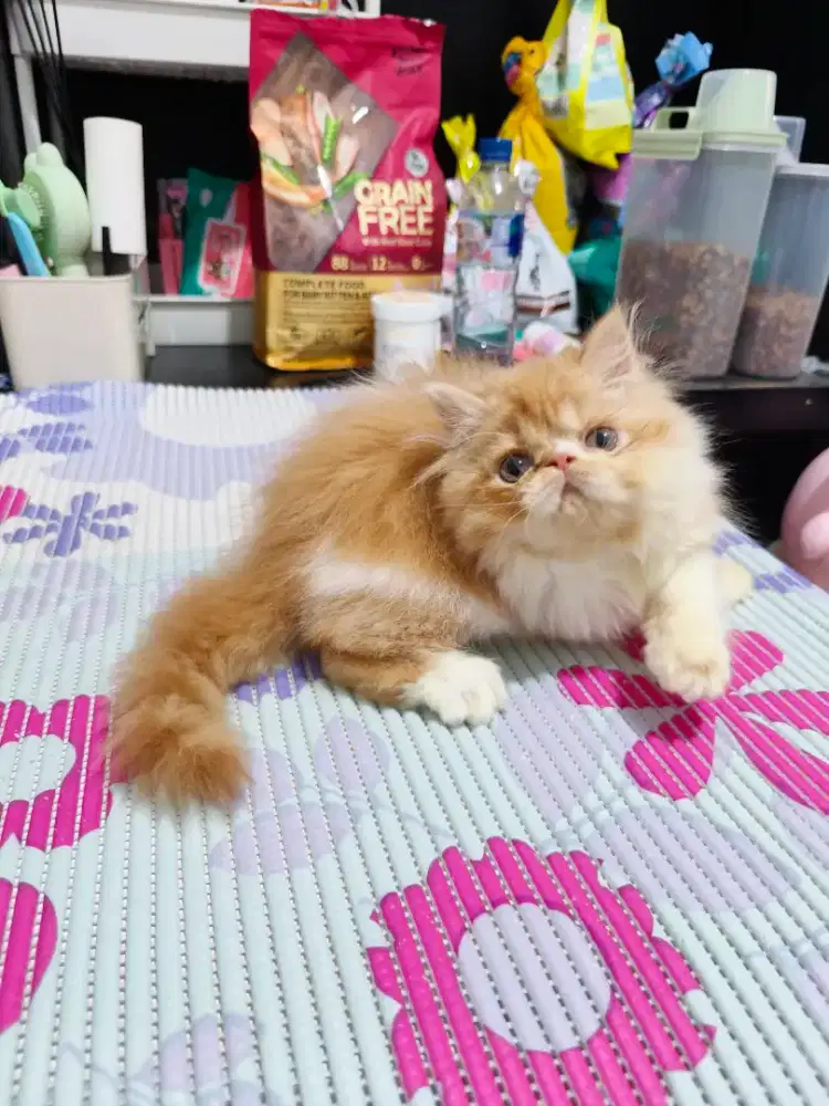 Kitten jantan peaknose