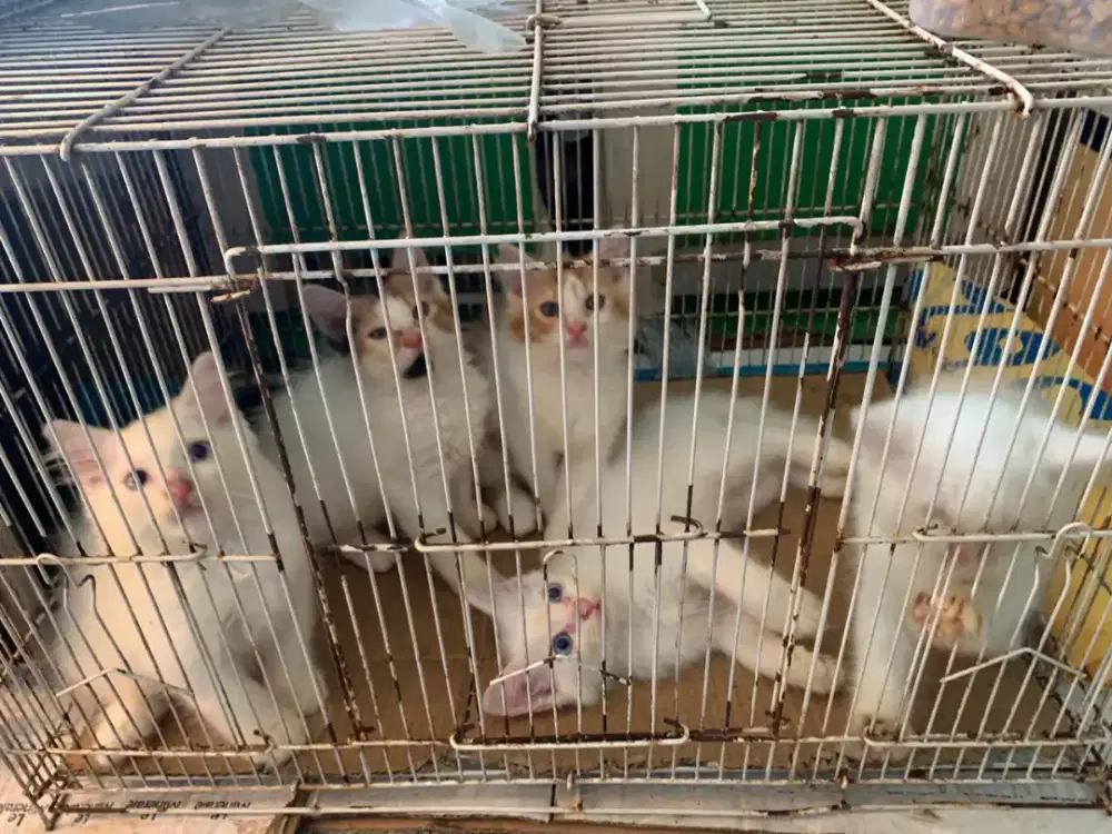 lepas adopsi kucing persia, nego sampai deal