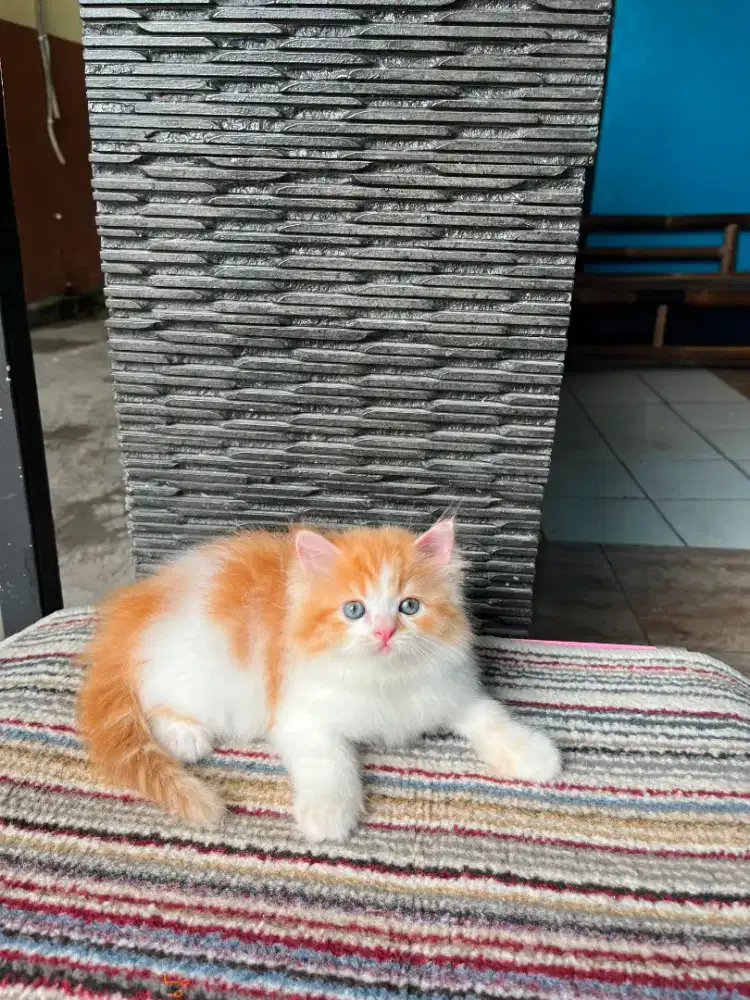 Kitten Persia jantan