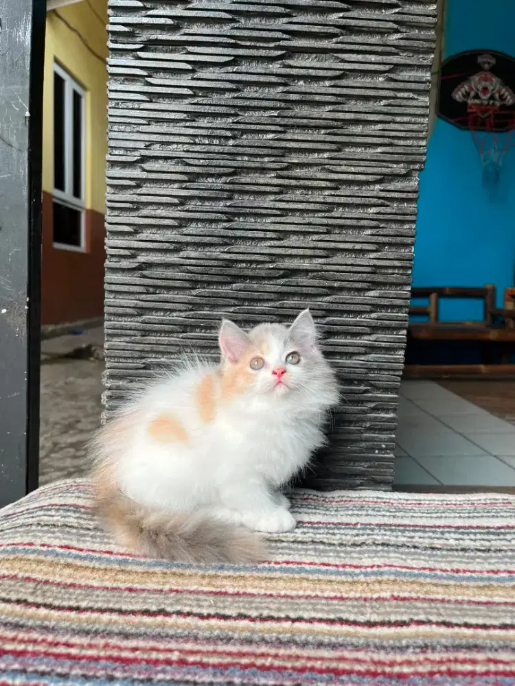 Kitten Persia betina