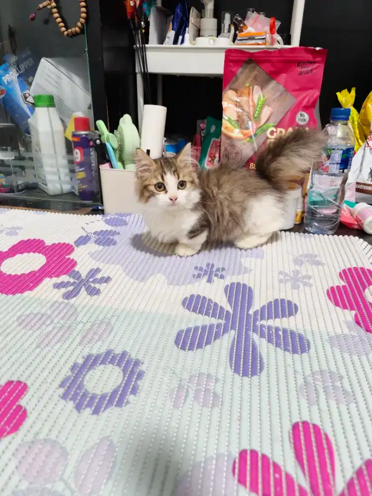 Kitten munckin betina