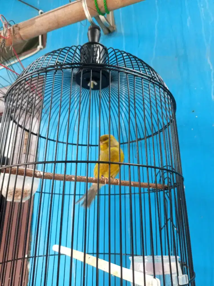 Burung kenari seri F