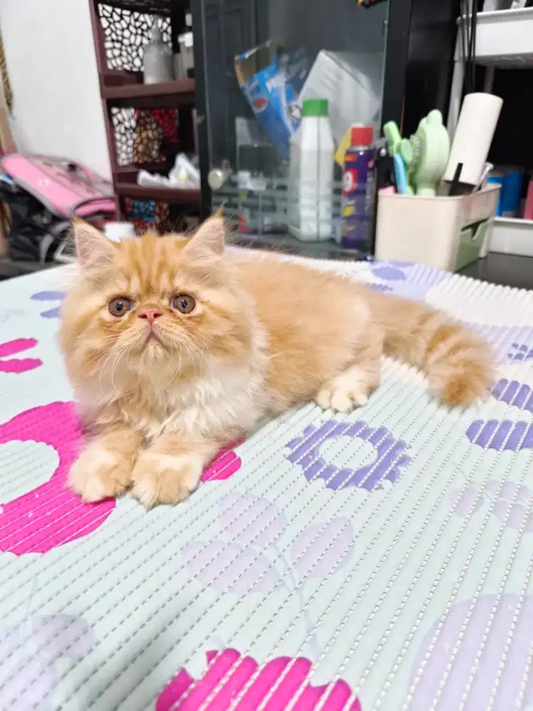 Kitten peaknose jantan