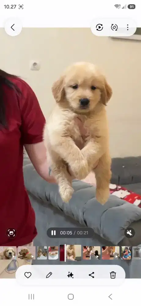 Golden Retriever jantan