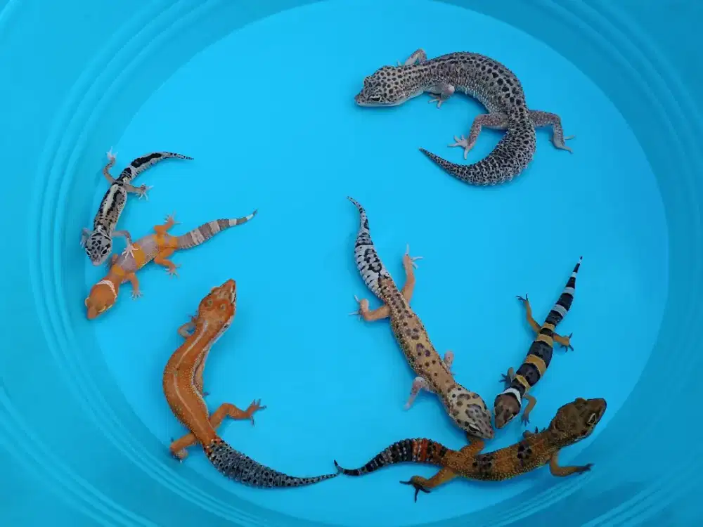 Gecko dewasa dan anakan