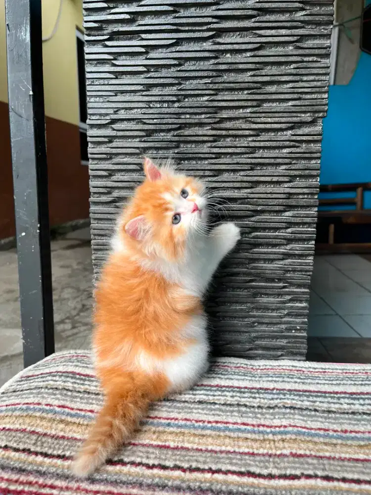 Kitten Persia jantan