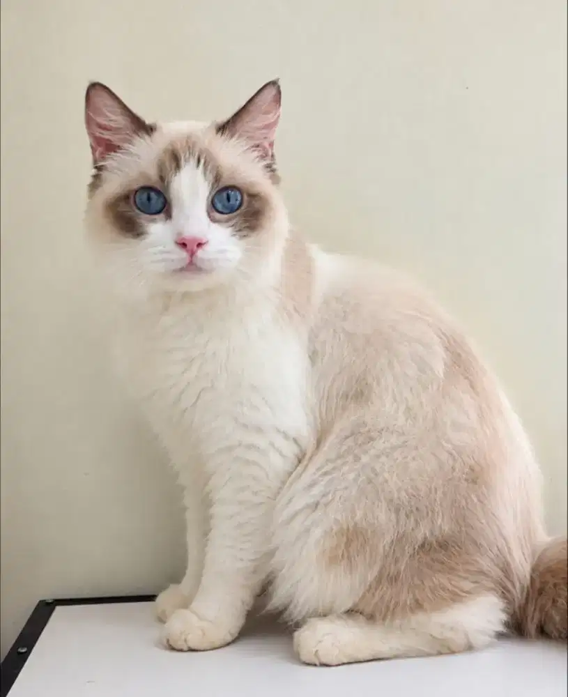 Ragdoll betina usia 16 bulan proven 1 x