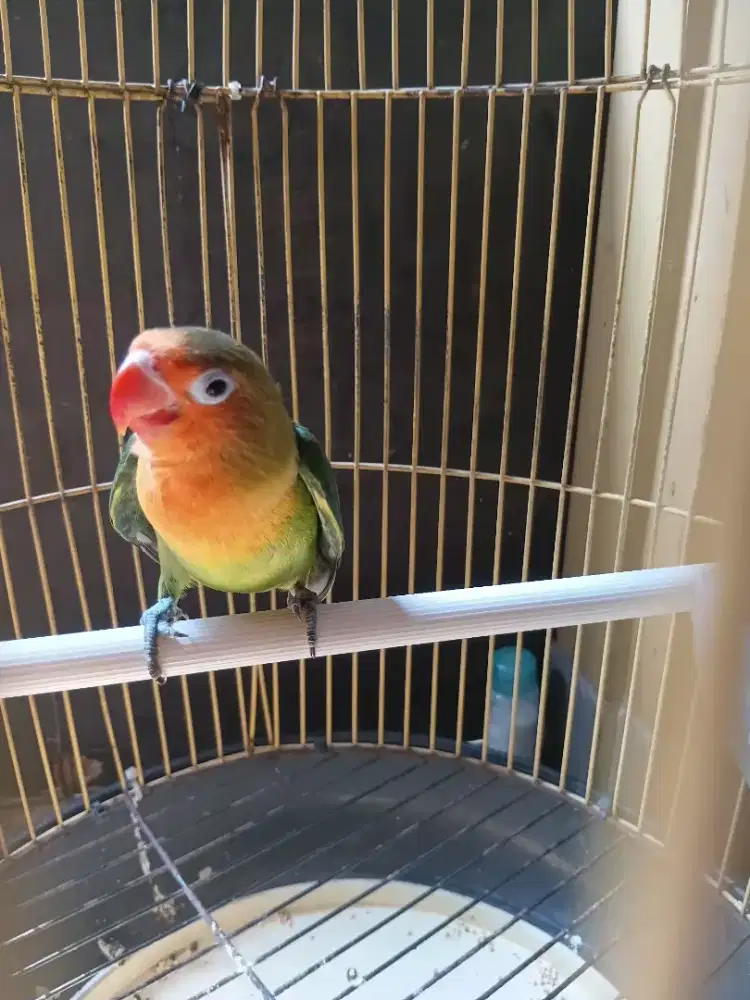 Burung lovebird muda mandiri