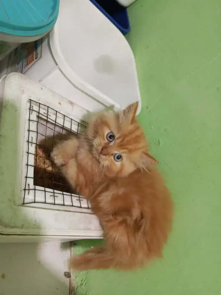 Kucing Persia 2 bulan