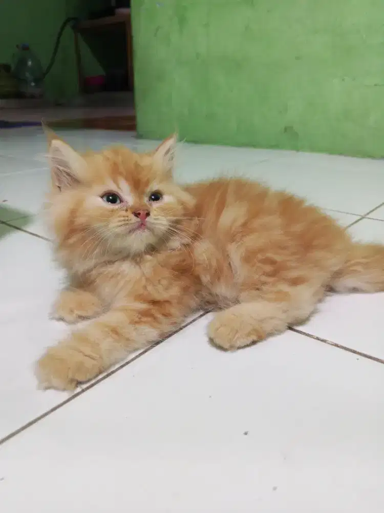 Persia jantan 2 bulan