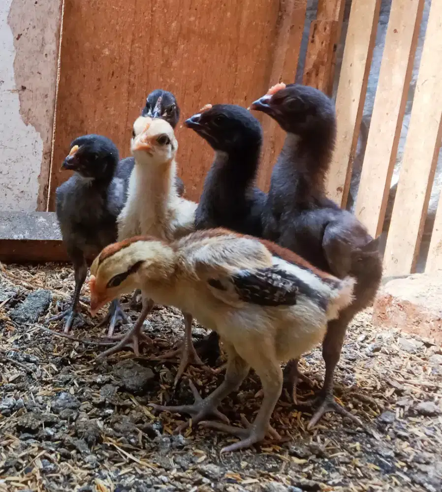 AYAM PELUNG ANAKAN