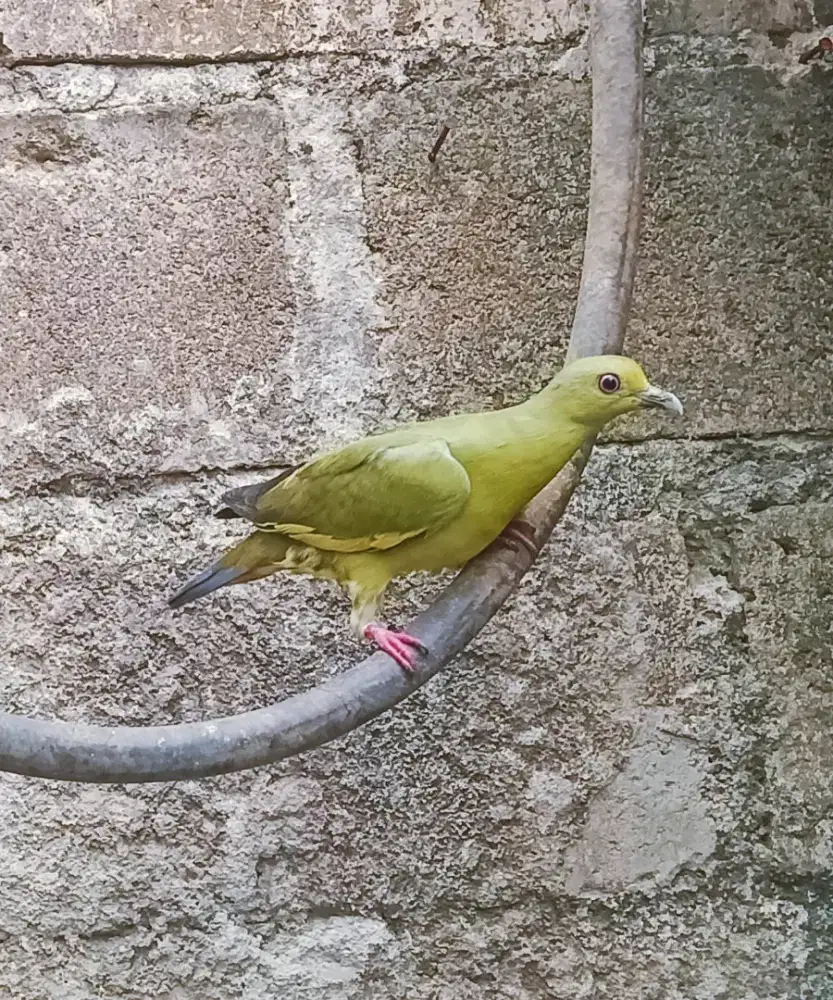 MERPATI HIAS BETINA