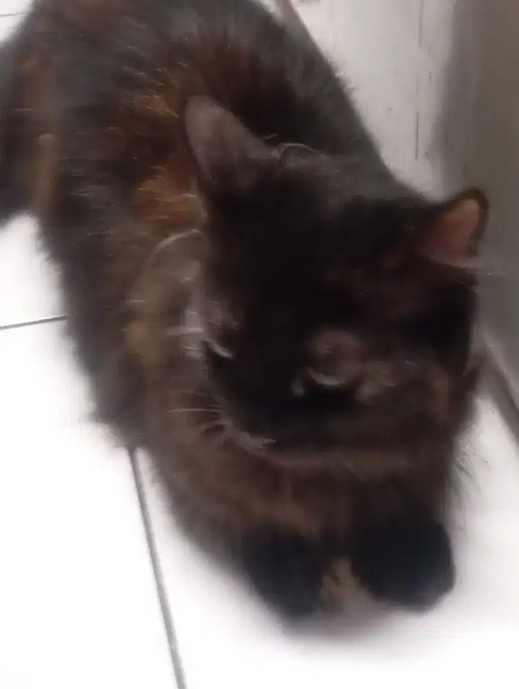 Kucing Munchkin