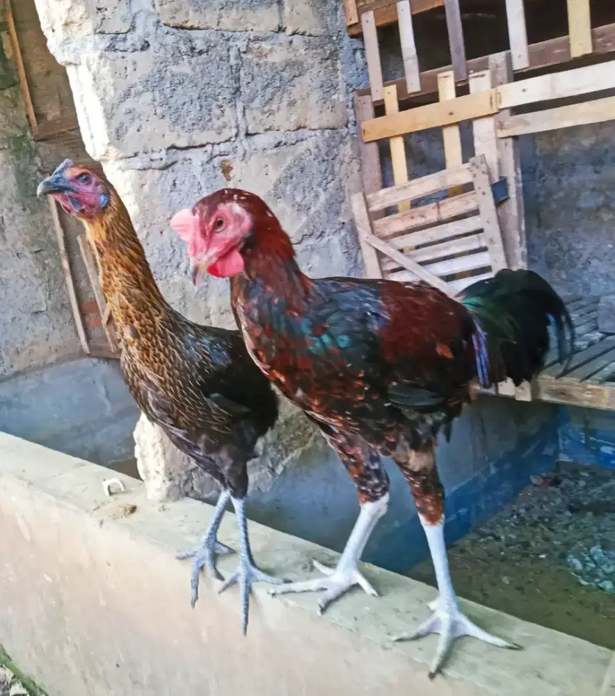 AYAM PELUNG SEPASANG