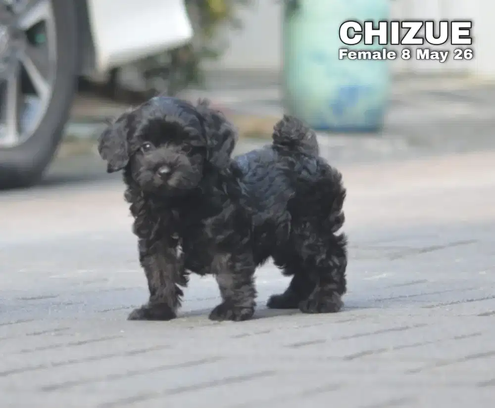 Poodle toy hitam betina •CHIZUE•