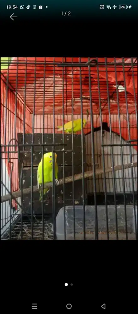 burung parkit sepasang