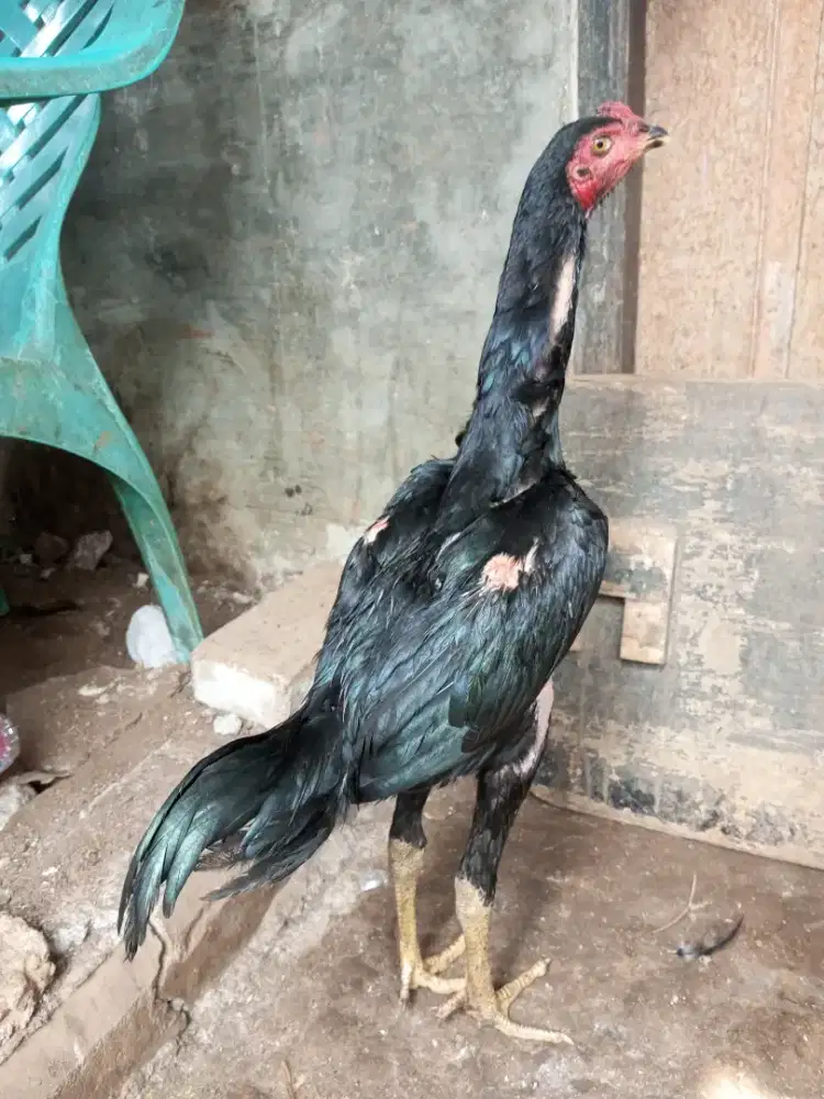ayam bangkok rawis hitam kumbang.