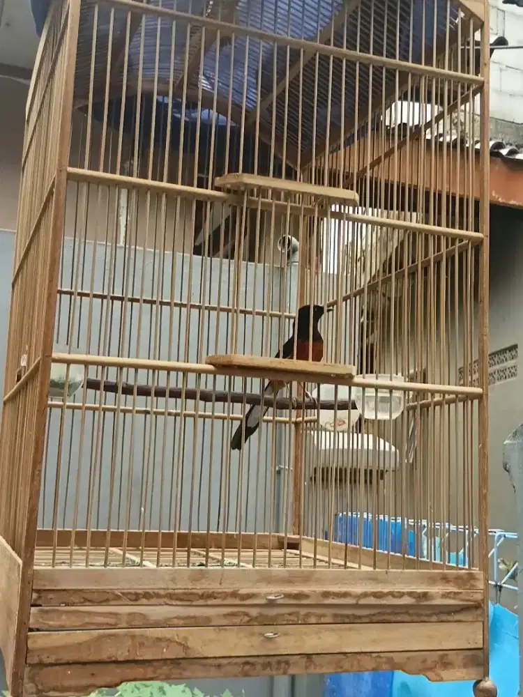Burung murai betina