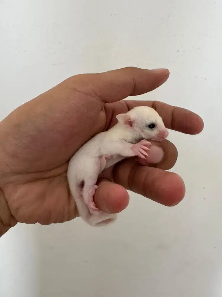 joey sugar glider leucistic