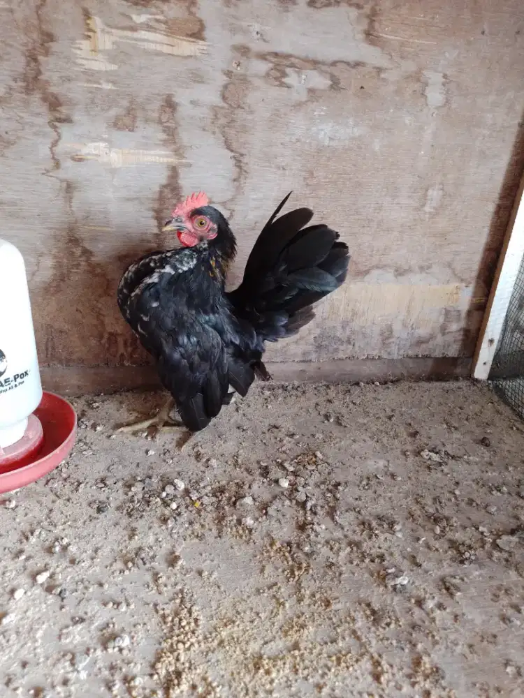 Ayam serama ori, umur 3,5 bulan