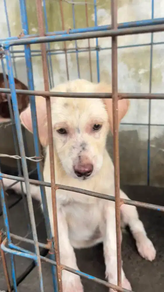 labrador mix selayang