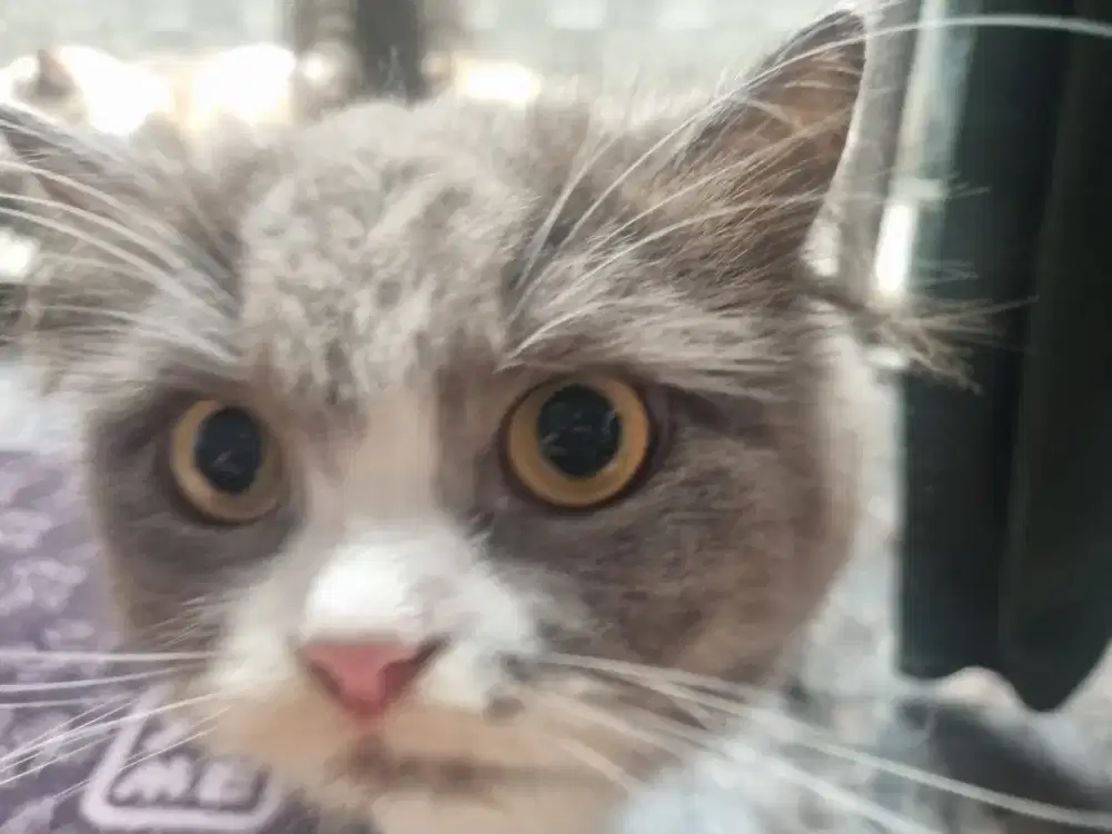 Kucing Persia Medium Betina