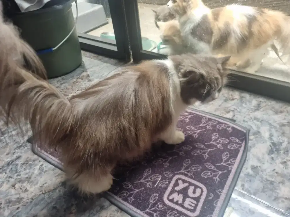 Kucing Persia Medium Betina
