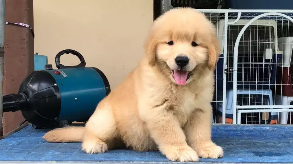 ANJING GOLDEN RETRIEVER
