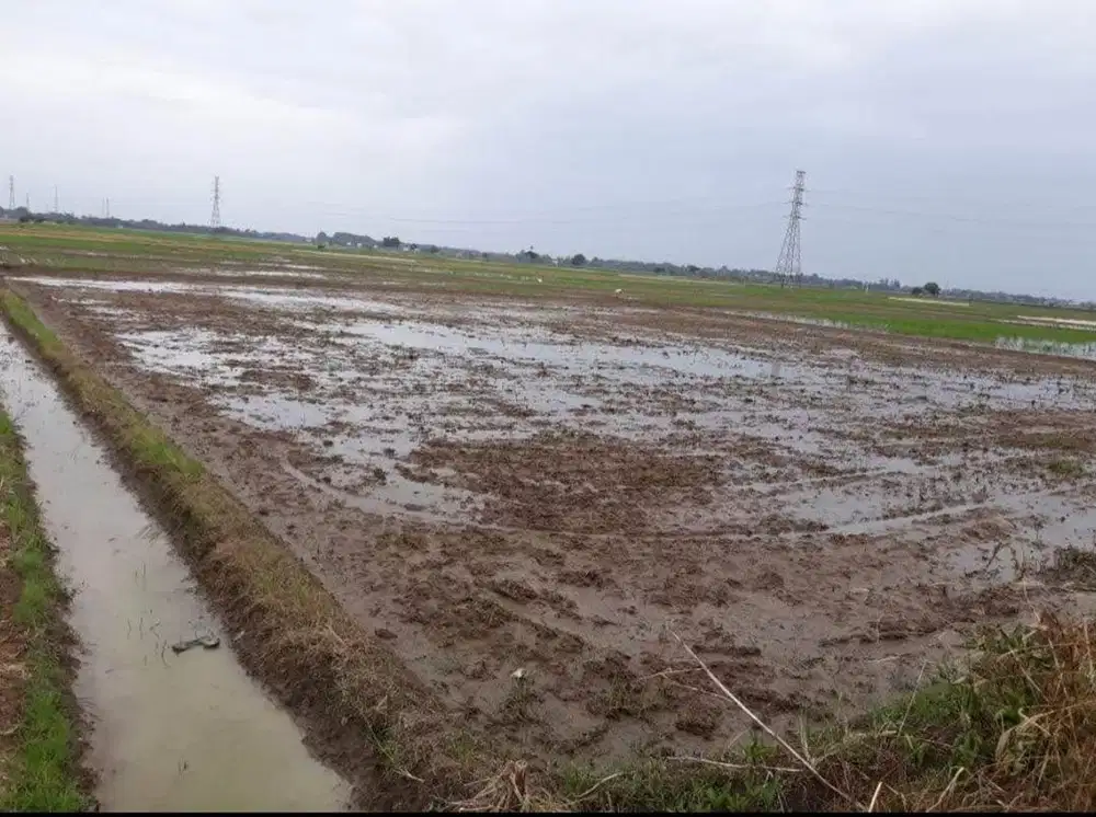 Dijual Sawah di Majalaya Karawang