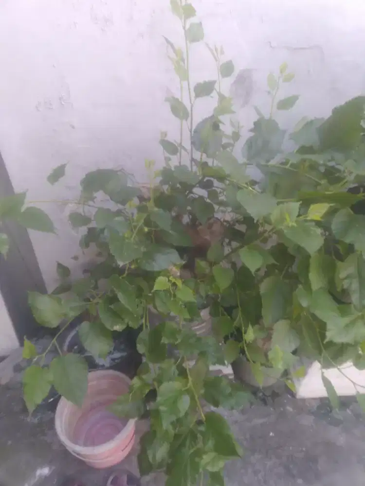 Bonsai murbei sudah berbuah