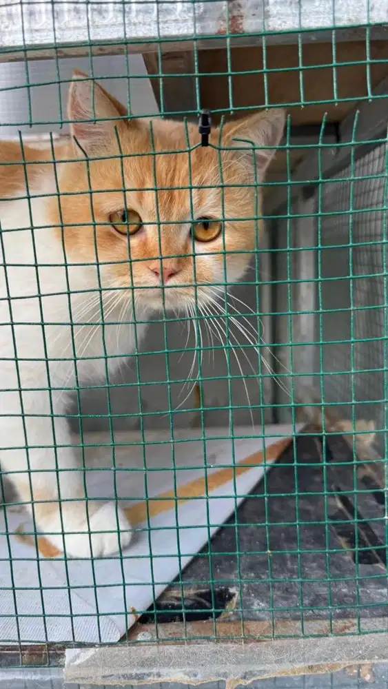 Adopsi kucing Mix Anggora