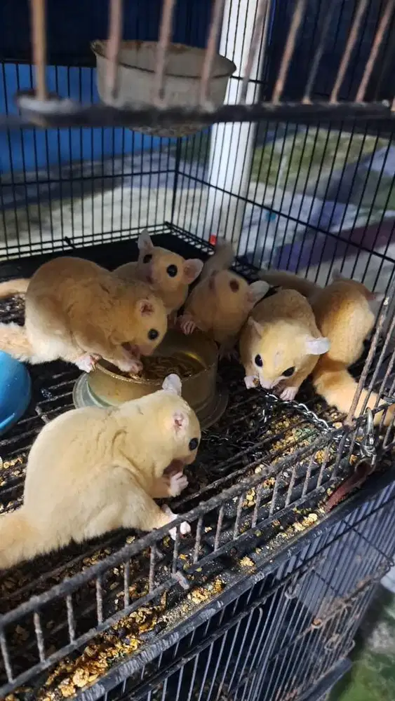 Sepasang Sugar Glider