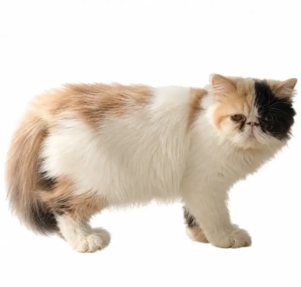 Kucing Persia Peak Nose